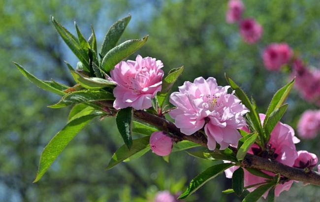 菠菜网上平台：开元斗牛牛(开元斗地主下载) (2)
