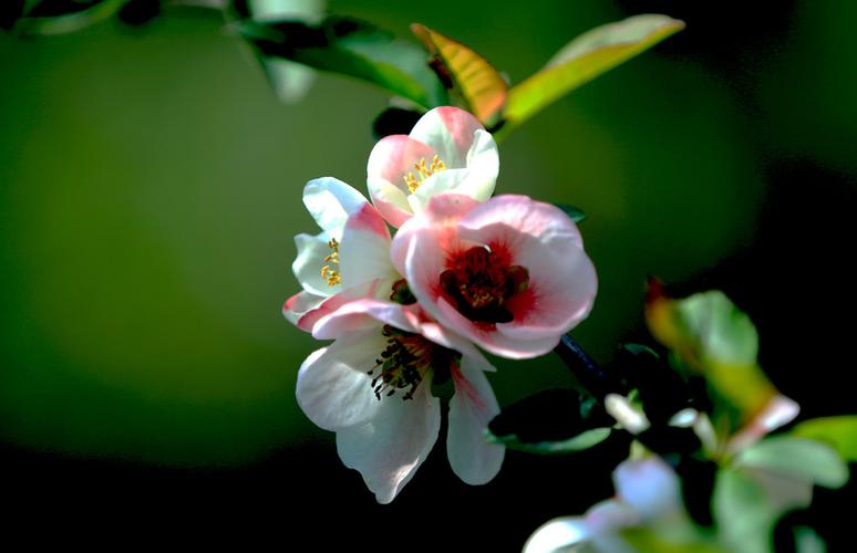 世界菠菜公司大全：澳门必中三肖三码必中 (4)(1)
